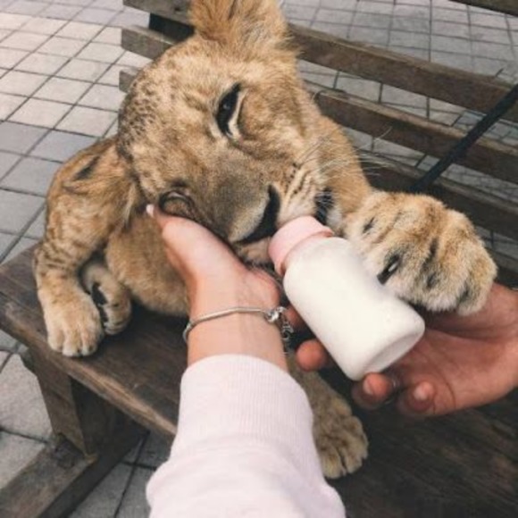 lionmilk